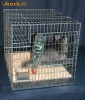 cusca chinchilla
