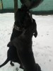 CAINE PITBULL