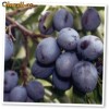 Vand PALINCA DE PRUNE 100% NATURALA SALAJ - CIZER
