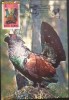 Maxima - FAUNA - COCOS DE MUNTE, Vidra 1985