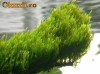 Plante acvariu Flame moss