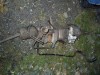 CASETA DIRECTIE PEUGEOT 306