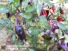 Seminte ardei iute ornamental - PURPLE TIGER - 30+ seminte/pachet