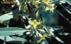 Elaeagnus - salcie parfumata (arbusti)