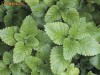 Roinita, lamaita  (Melissa officinalis)