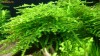 Plante acvariu Christmans moss