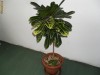 planta decorativa birou/apartament Codiaeum variegatum - CROTON