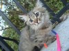 Forestcatz vinde pui pisica siberiana