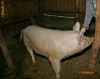 Vand porc, 250 kg