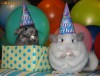 Vand chinchilla pui/matur