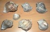 Decor acvariu - terariu - scoici - cochilii melci -