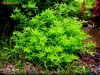 Hemiantus Micranthemoides - plante gazon,fata