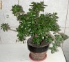 Crasula - Arborele de jad - 60 cm inaltime