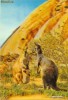 Carti postale tridimensionale- 3D - Animale