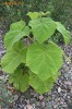 Vand seminte Paulownia Tomentosa!!