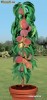 PIERSIC COLUMNAR (special pt. BALCON, TERASA sau GRADINA)