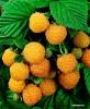 ZMEUR AURIU sau ROSU cu 2 fructificari pe an