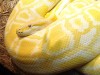 Vand Piton Birmanez Albino (python molurus bivittatus) aprox  4,5 m