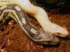 3 serpi neveninosi. Doi sunt din specia Elaphe Guttata si unul Lampropeltis Triangulum.