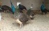 Vand pauni Albastru indian