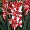 gladiole bulbi Zizane, unicate,  deosebite la cel mai bun pret, 8 bulbi/pachet