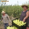 PUIETI GUTUI cu FRUCTE URIASE , pret 19 /buc