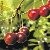 Pomi Fructiferi - Heimanns Rubinveichsel