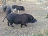 PORCI VIETNAMEZI SCHIMB CU OI,BERBECI SAU VITEI