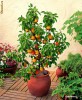 PAR PITIC (special pt. BIROU, BALCON, TERASA)