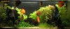 ACVARIU DEOSEBIT DISCUS 180L  PACHET COMPLET