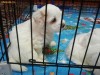VAND PUI DE BICHON MALTEZ