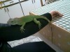 Iguana verde
