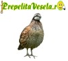 Oua prepelita incubat si consum