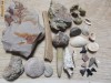 Diverse fosile din Silurian Jurasic Cretacic Eocen Miocen Pleistocen