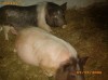 Vand Porci