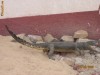 CROCODIL IMPAIAT