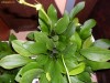 Plante Acvariu Echinodorus 11 tipuri , etc , valisleria gianteea etc preturi de producator, java moss ..