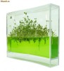 Plantarium - acvariu pentru plante