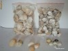 Scoici Marea neagra, bivalve, Pteriomorphia - Mytiloida la punga 11/17cm