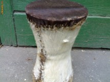 tobita africana. foto