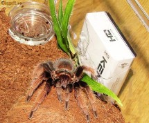 Vand vas apa pentru tarantule