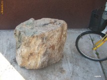 Lemn fosilizat pentru muzeu sau colectie foto