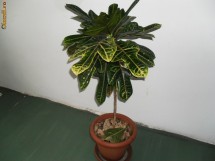 planta decorativa birou/apartament Codiaeum variegatum - CROTON foto