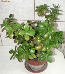 Arborele de jad - Crasula - 45 cm inaltime foto
