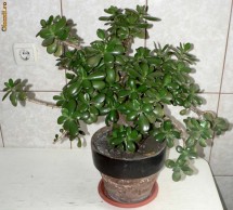 Crasula - Arborele de jad - 60 cm inaltime foto