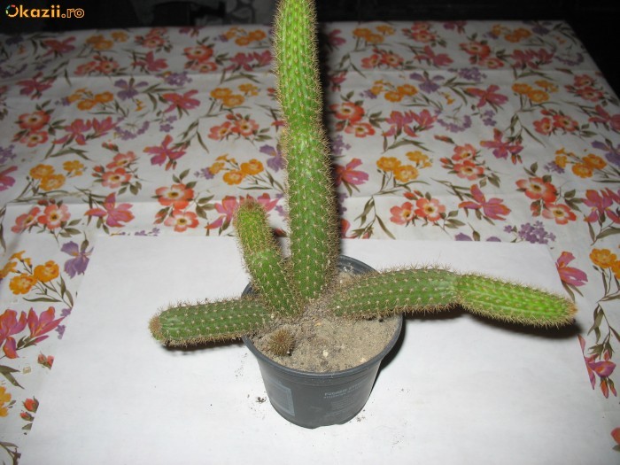 cactus foto mare