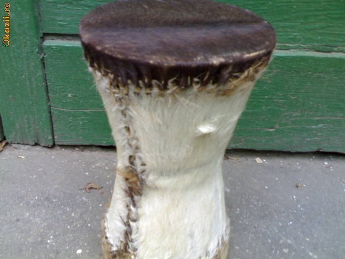 tobita africana. foto mare