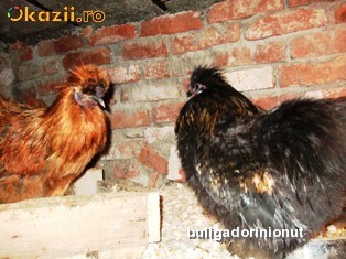 pui gaini de rasa, cochinchina pitic, PLYMOUTH ROCK , MOTATA OLANDEZA ,ITALIANA POTARNICHIE (LEGHORN) foto mare pui gaini de rasa, cochinchina pitic, PLYMOUTH ROCK , MOTATA OLANDEZA ,ITALIANA POTARNICHIE (LEGHORN) foto mare