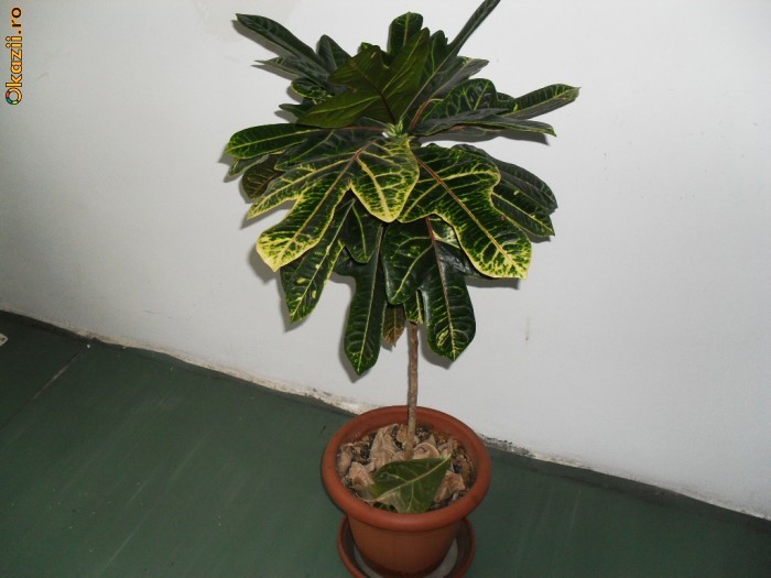 planta decorativa birou/apartament Codiaeum variegatum - CROTON foto mare