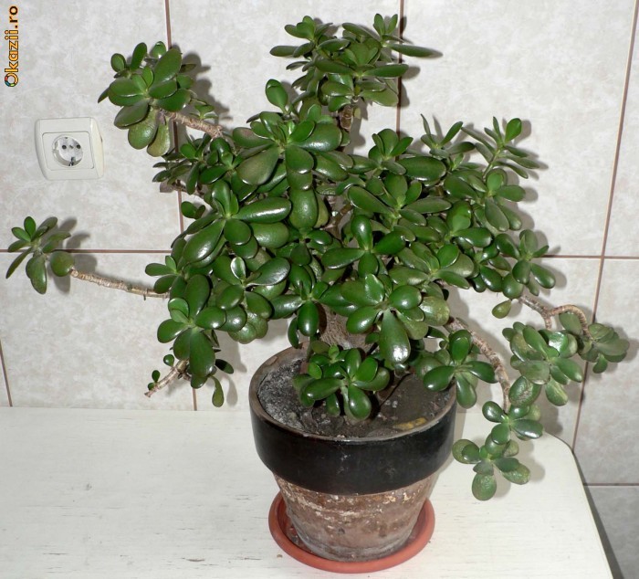 Crasula - Arborele de jad - 60 cm inaltime foto mare